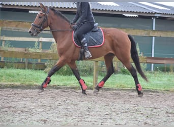 Autres races, Jument, 7 Ans, 157 cm, Bai cerise