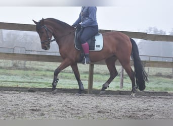 Autres races, Jument, 7 Ans, 157 cm, Bai