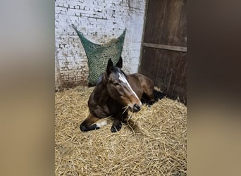 Autres races, Jument, 7 Ans, 158 cm, Bai