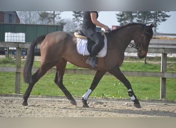 Autres races, Jument, 7 Ans, 160 cm, Bai