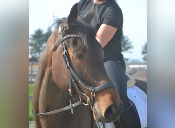 Autres races, Jument, 7 Ans, 160 cm, Bai