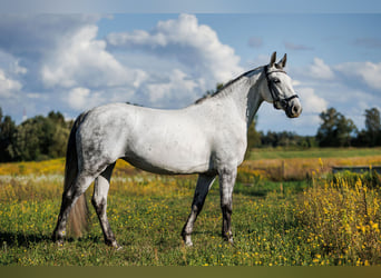 Autres races Croisé, Jument, 7 Ans, 160 cm, Gris