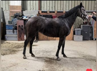 Autres races, Jument, 7 Ans, 162 cm, Gris pommelé