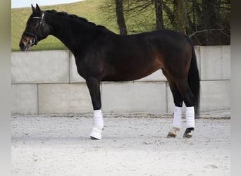 Autres races, Jument, 7 Ans, 165 cm, Bai