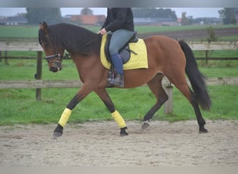 Autres races, Jument, 8 Ans, 145 cm, Bai