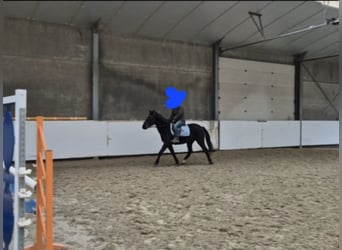 Autres races, Jument, 8 Ans, 145 cm, Noir