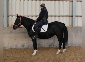Autres races, Jument, 8 Ans, 148 cm, Noir