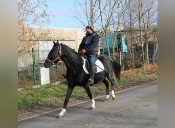Autres races, Jument, 8 Ans, 148 cm, Noir