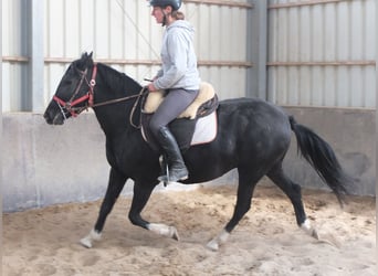 Autres races, Jument, 8 Ans, 148 cm, Noir