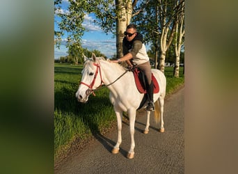 Autres races, Jument, 8 Ans, 150 cm
