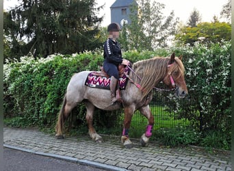 Autres races Croisé, Jument, 8 Ans, 153 cm, Rouan Rouge