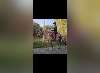 Autres races Croisé, Jument, 8 Ans, 153 cm, Rouan Rouge