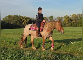 Autres races Croisé, Jument, 8 Ans, 153 cm, Rouan Rouge