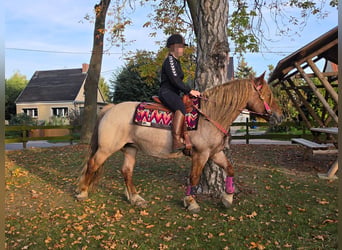 Autres races Croisé, Jument, 8 Ans, 153 cm, Rouan Rouge