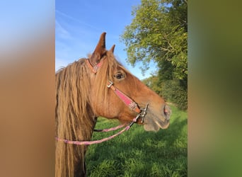 Autres races Croisé, Jument, 8 Ans, 153 cm, Rouan Rouge
