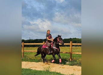 Autres races, Jument, 8 Ans, 154 cm, Noir