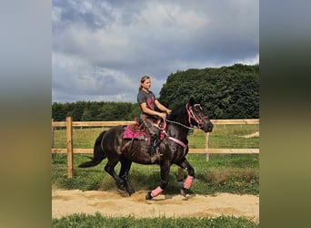 Autres races, Jument, 8 Ans, 154 cm, Noir