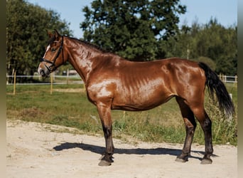 Autres races Croisé, Jument, 8 Ans, 155 cm, Bai cerise