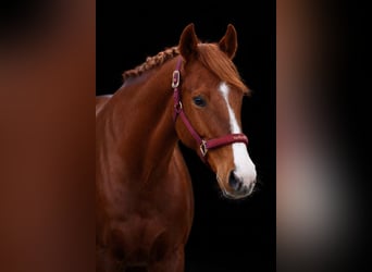 Autres races, Jument, 8 Ans, 157 cm, Alezan