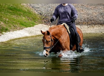 Autres races, Jument, 8 Ans, 157 cm, Alezan