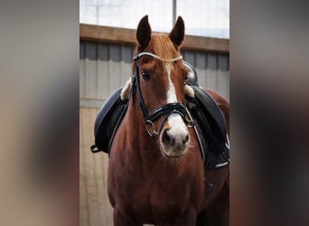 Autres races, Jument, 8 Ans, 158 cm, Alezan