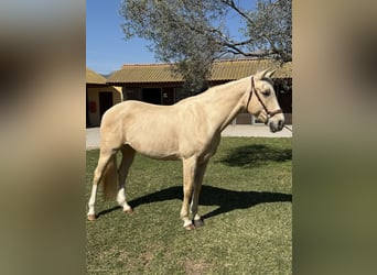 Autres races, Jument, 8 Ans, 160 cm, Palomino