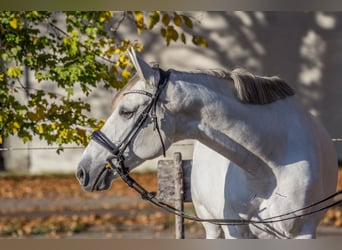 Autres races, Jument, 8 Ans, 165 cm, Gris