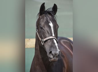 Autres races, Jument, 8 Ans, 165 cm, Noir
