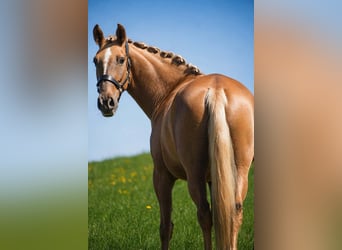 Autres races, Jument, 8 Ans, 168 cm, Palomino