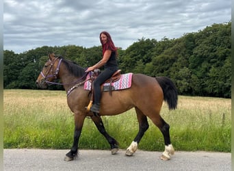 Autres races, Jument, 8 Ans, 173 cm, Bai