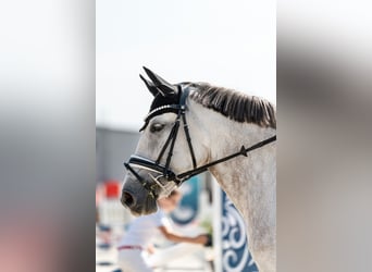 Autres races Croisé, Jument, 9 Ans, 147 cm, Isabelle