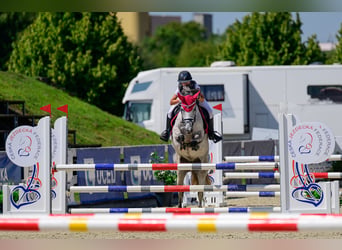 Autres races Croisé, Jument, 9 Ans, 147 cm, Isabelle
