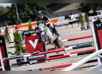 Autres races Croisé, Jument, 9 Ans, 147 cm, Isabelle