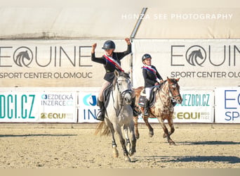 Autres races Croisé, Jument, 9 Ans, 147 cm, Isabelle