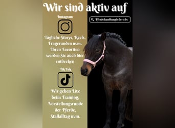 Autres races, Jument, 9 Ans, 152 cm, Rouan Bleu