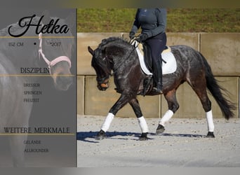 Autres races, Jument, 9 Ans, 152 cm, Rouan Bleu