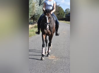 Autres races, Jument, 9 Ans, 162 cm, Bai