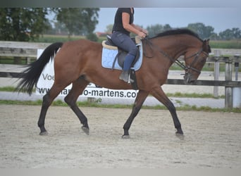 Autres races, Jument, 9 Ans, 164 cm, Bai