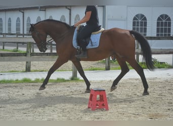 Autres races, Jument, 9 Ans, 164 cm, Bai