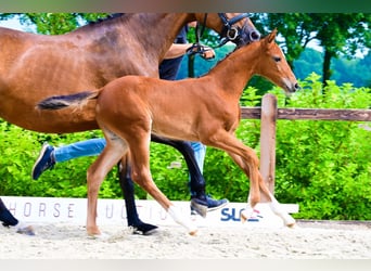 Autres races, Jument, , Bai