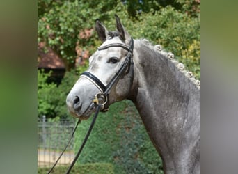 Caballo de Holstein, Semental, 9 años, 167 cm, Tordo