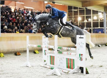 Caballo de Holstein, Semental, 9 años, 167 cm, Tordo