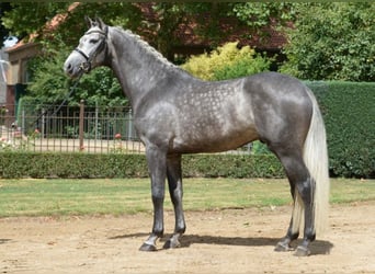 Caballo de Holstein, Semental, 9 años, 167 cm, Tordo