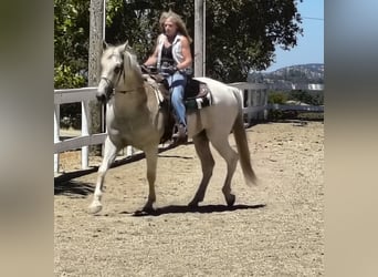 Azteca, Caballo castrado, 10 años, 165 cm, Tordo picazo