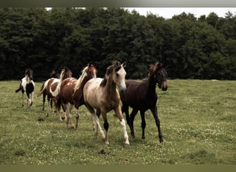 Azteca, Caballo castrado, 1 año