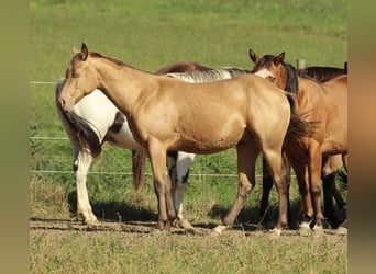 Azteca, Caballo castrado, 2 años, 155 cm, Champán
