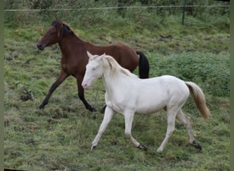 Azteca, Caballo castrado, 2 años, 163 cm, Perlino