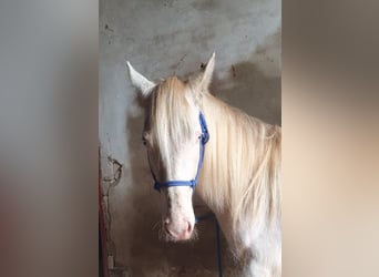 Azteca, Caballo castrado, 2 años, 163 cm, Perlino