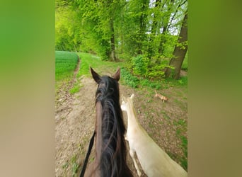 Azteca, Caballo castrado, 2 años, 163 cm, Perlino