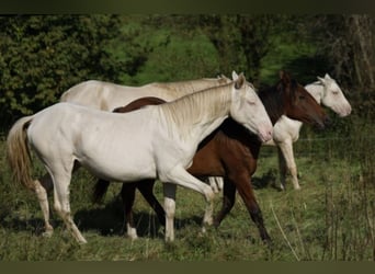 Azteca, Caballo castrado, 2 años, 163 cm, Perlino